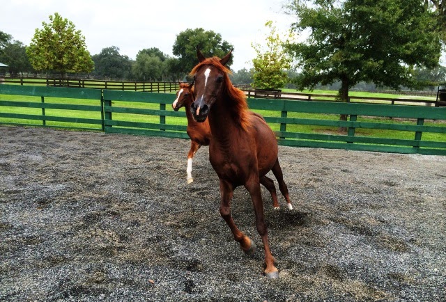 Let’s Go Horsing Around in Ocala